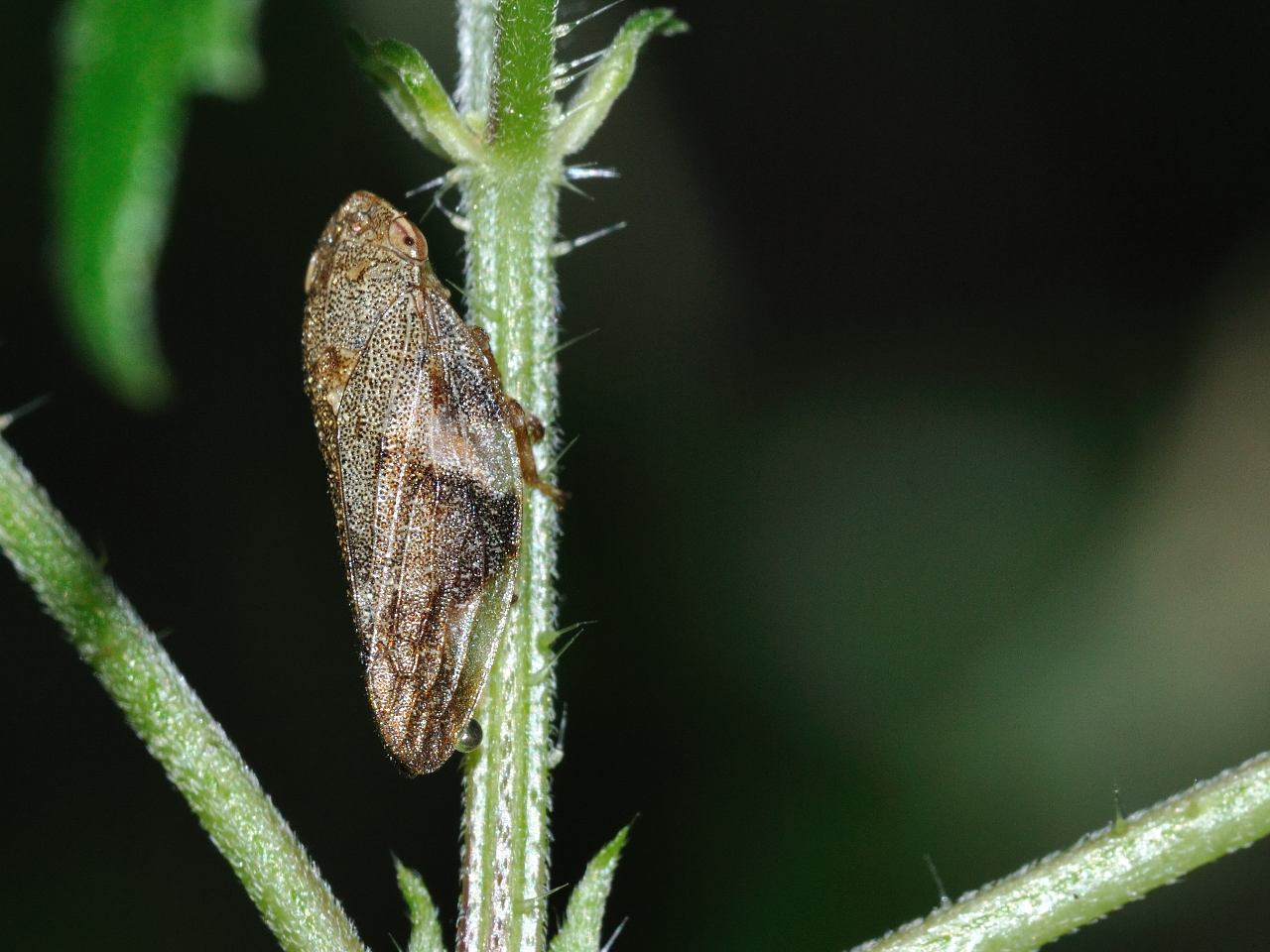 Aphrophora alni
